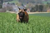 BULLMASTIFF 529